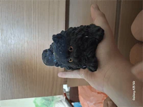 חתול שחור דביק